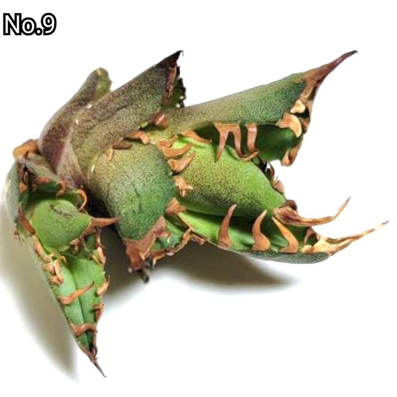 アガベ チタノタ 金剛 No.9 King Kong ゴツくて鋭い鋸歯が特徴！成長