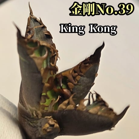 オアハカ | STORES