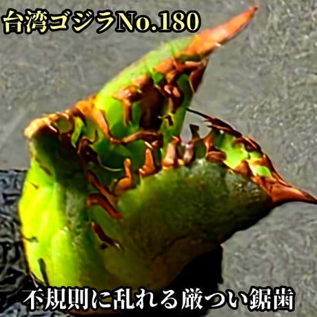 台湾ゴジラ No.54 不規則に乱れる超厳つい鋸歯が特徴的！入手困難高級