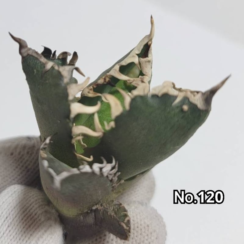 台湾ゴジラ No.120 不規則に乱れる超厳つい鋸歯が特徴的！入手
