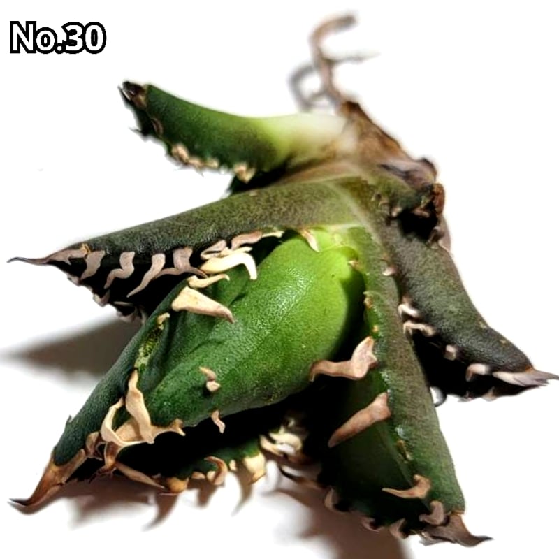 極上血統! 海王 No.30 アガベ チタノタ 成熟すると一般的な 極上血統! 海王 No.30 アガベ チタノタ 成熟すると一般的な