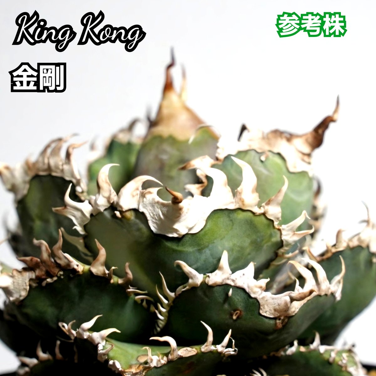 アガベ チタノタ 金剛 No.10 King Kong ゴツくて鋭い鋸歯が特徴 アガベ チタノタ 金剛 No.10 King Kong ゴツくて鋭い鋸歯が特徴