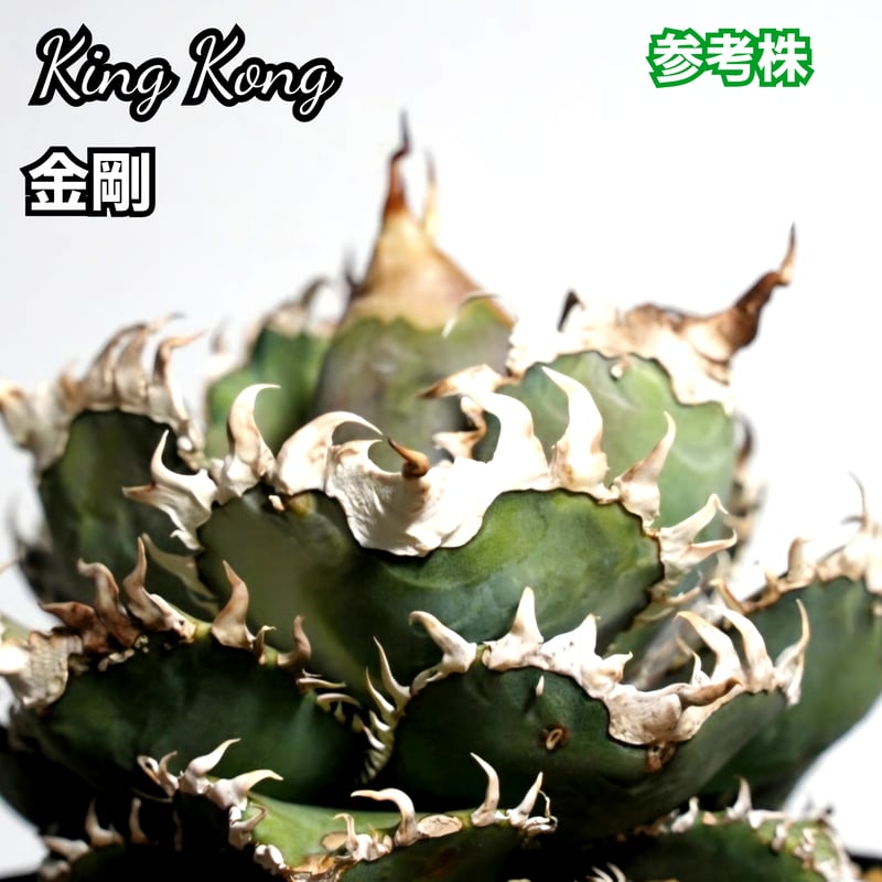 アガベ チタノタ 金剛 No.6 King Kong ゴツくて鋭い鋸歯が特徴！ | Pー