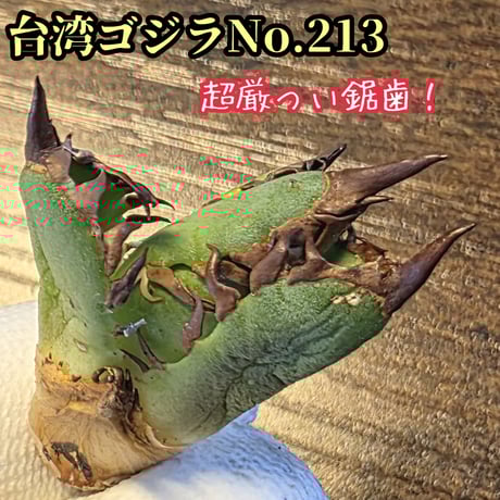 確実本物！ MS-AW 台湾ゴジラ 群生子株 検索 麒麟 冰雹 麻花龍 アガベ MS-AW 毒刺血統 台湾ゴジラ 検索用 悪魔、GODZILLA、哥吉