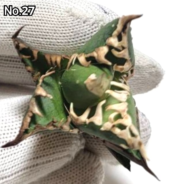 極上血統！ 海王 No.27 アガベ チタノタ 成熟すると一般的な