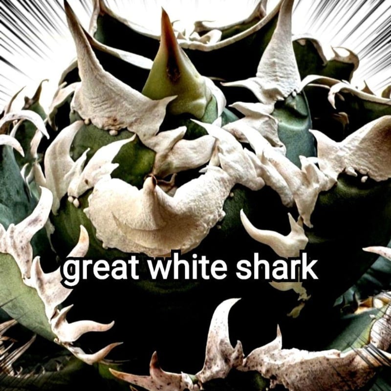 ホオジロザメ 大白鯊 No.31 アガベ チタノタ 葉と一体感のある大きな主