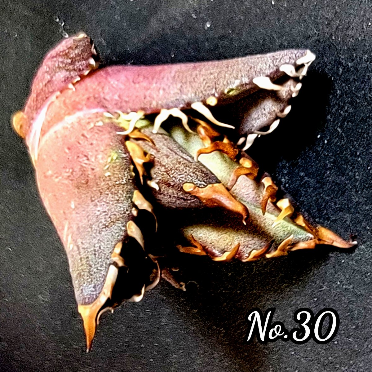 台湾ゴジラ No.30 不規則に乱れる超厳つい鋸歯が特徴的！入手困難な
