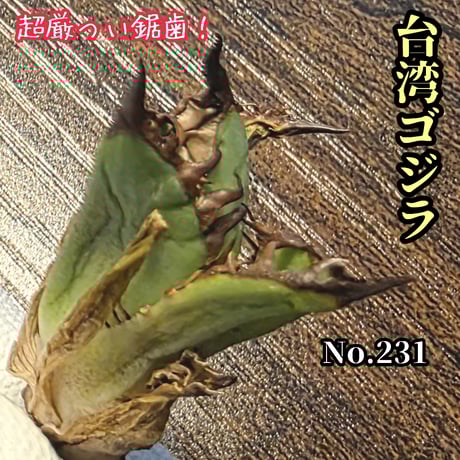 チタノタ | STORES