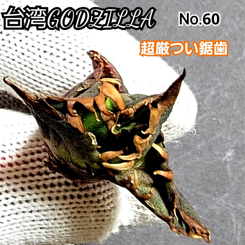台湾ゴジラ No.60 不規則に乱れる超厳つい鋸歯が特徴的！入手困難な  