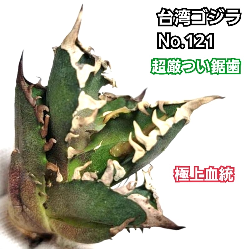 台湾ゴジラ No.121 不規則に乱れる超厳つい鋸歯が特徴的!入手 台湾ゴジラ No.121 不規則に乱れる超厳つい鋸歯が特徴的!入手