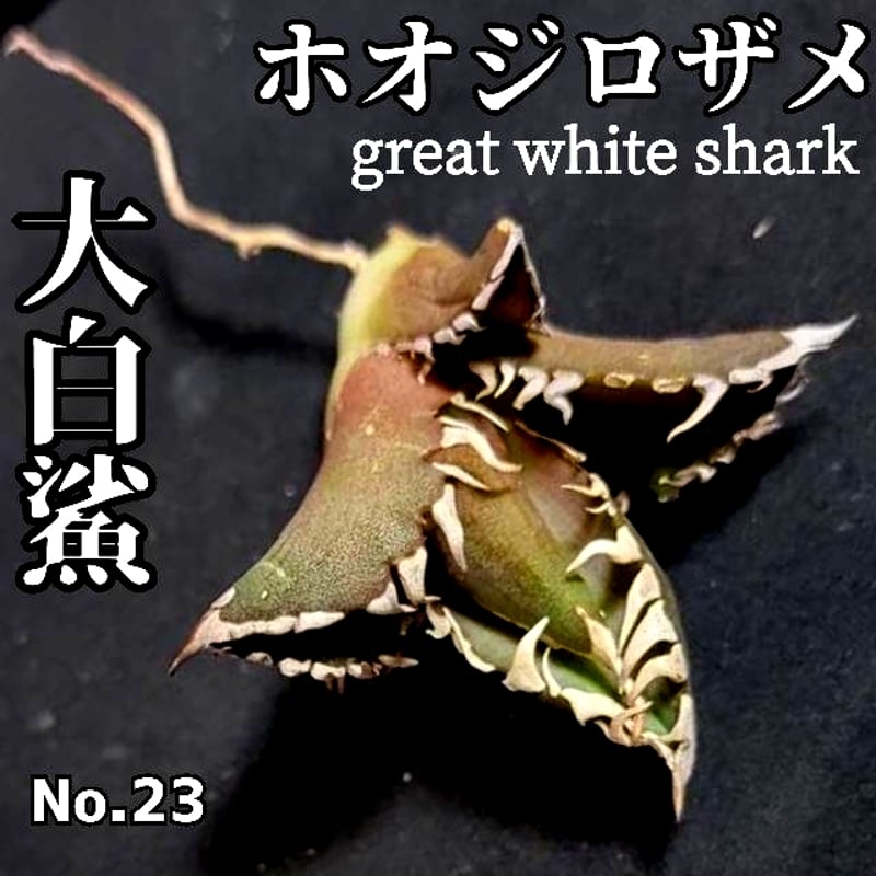 LIZE産「ホオジロザメ」仔株 (ホオジロザメ 大白鯊 No.17 LIZE産「ホオジロザメ」仔株 (ホオジロザメ 大白鯊 No.17