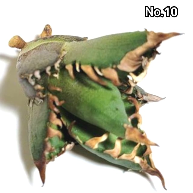 アガベ チタノタ 金剛 No.10 King Kong ゴツくて鋭い鋸歯が特徴 アガベ チタノタ 金剛 No.10 King Kong ゴツくて鋭い鋸歯が特徴