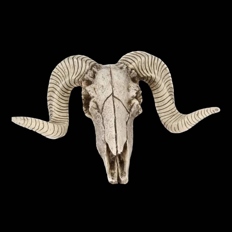 スカルホーン ヤギの頭蓋骨 壁掛け、置物にカッコいいです！ネイティブ