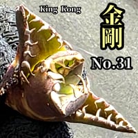 極上株 SAD 南アフリカダイヤモンド No.77 強棘株 白い鋸歯の幅が