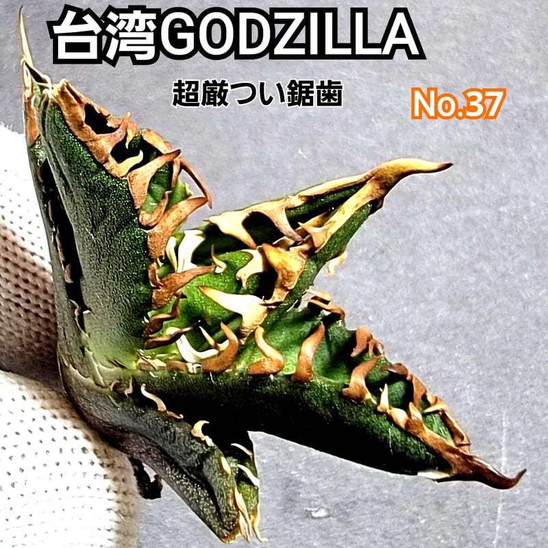 台湾ゴジラ No.37 不規則に乱れる超厳つい鋸歯が特徴的！入手困難な  