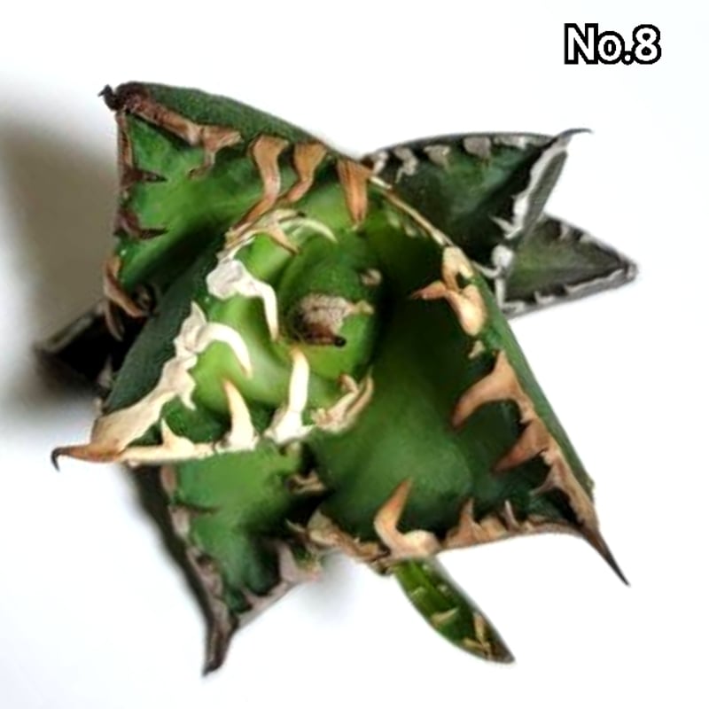 アガベ チタノタ 金剛 No.8 King Kong ゴツくて鋭い鋸歯が特徴 アガベ チタノタ 金剛 No.8 King Kong ゴツくて鋭い鋸歯が特徴