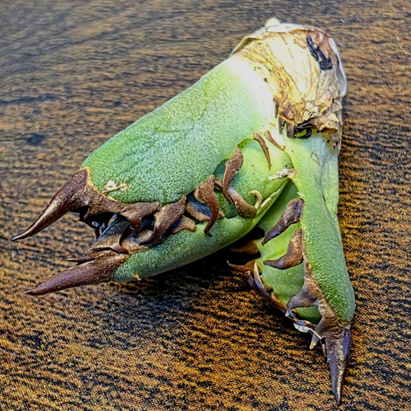 台湾ゴジラ No.213 不規則に乱れる超厳つい鋸歯が特徴的！入手困難高級