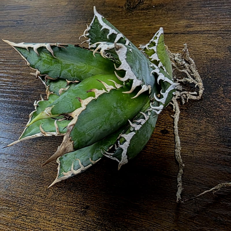 アガベ　チタノタ　シーザーNo.17　カマのように鋭く細かい鋸歯と鋭い強棘！ アガベ チタノタ シーザーNo.17 カマのように鋭く細かい鋸歯と鋭い強棘