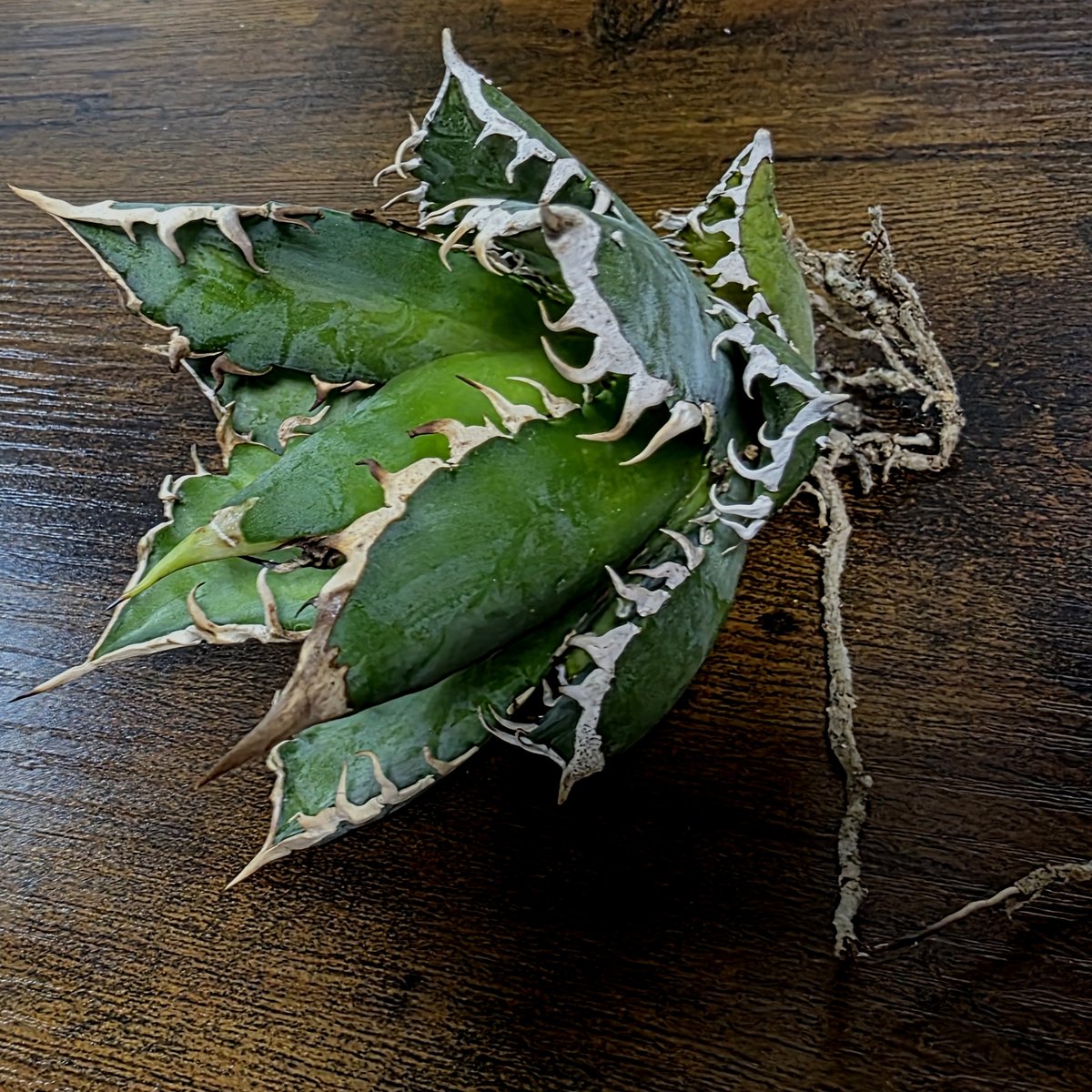 アガベ　チタノタ　シーザーNo.17　カマのように鋭く細かい鋸歯と鋭い強棘！ アガベ チタノタ シーザーNo.17 カマのように鋭く細かい鋸歯と鋭い強棘