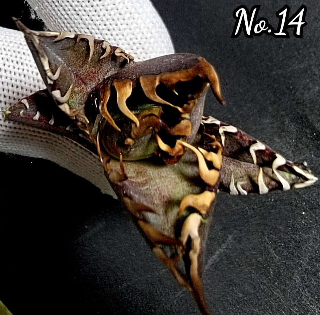 97957613_1