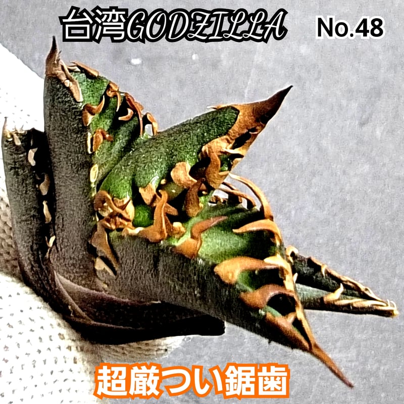 台湾ゴジラ No.48 不規則に乱れる超厳つい鋸歯が特徴的!入手 台湾ゴジラ No.48 不規則に乱れる超厳つい鋸歯が特徴的!入手