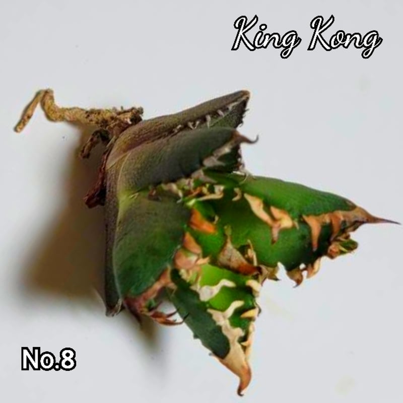アガベ チタノタ 金剛 No.8 King Kong ゴツくて鋭い鋸歯が特徴！成長