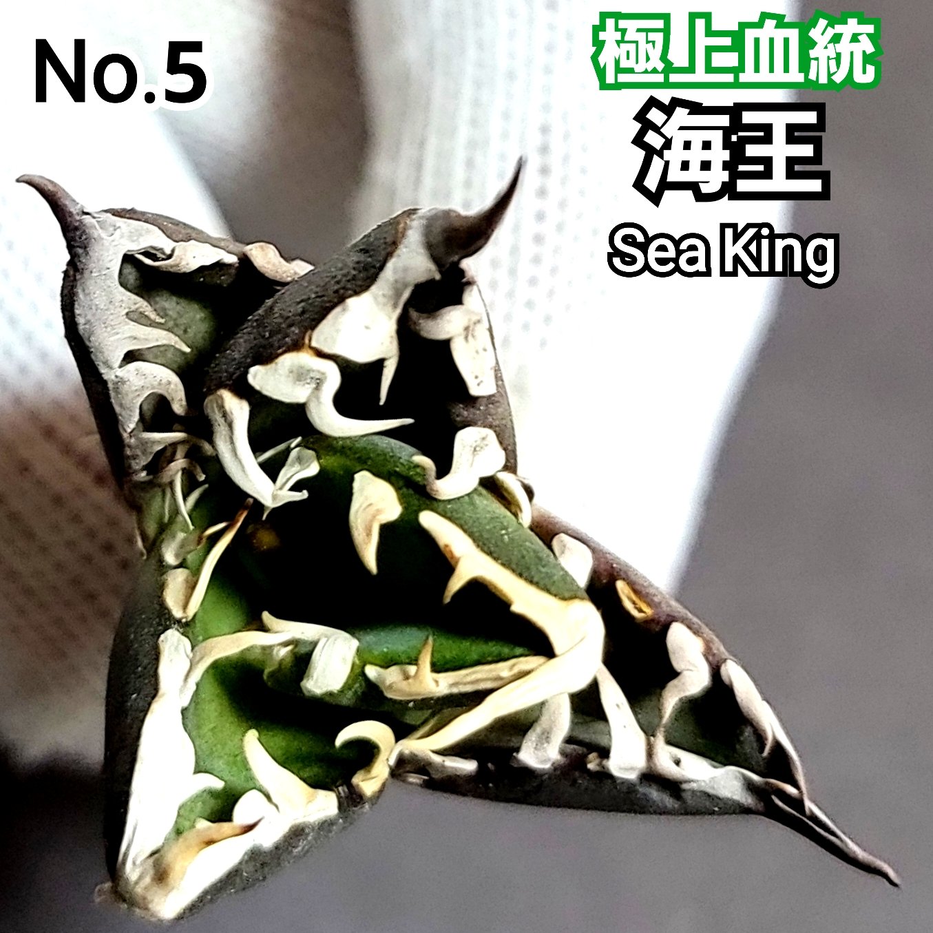 極上血統！ 海王 No.5 アガベ チタノタ 成熟すると一般的なチタノタと