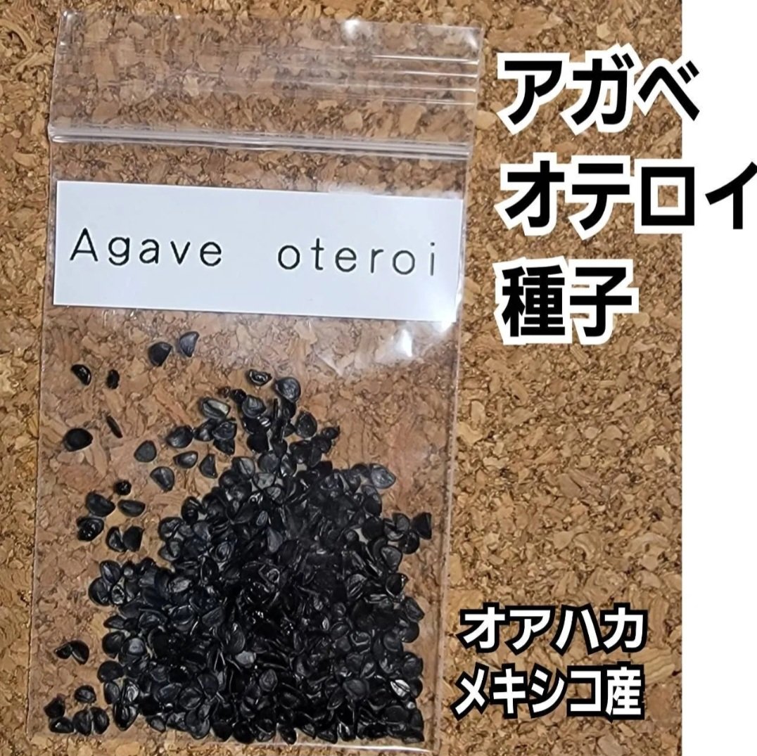 Agave Oaxaca oteroi 種子【10粒】 優良血統厳選 オアハカ メキシコ産