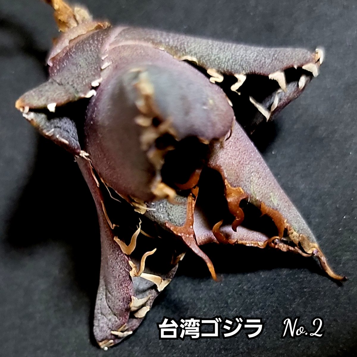 極上株！台湾ゴジラ No.2 不規則に乱れる鋸歯が特徴的！入手困難な高級 