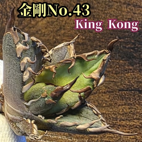 台湾ゴジラ | STORES