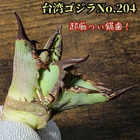 確実本物！ MS-AW 台湾ゴジラ 群生子株 検索 麒麟 冰雹 麻花龍 🔥台湾GODZILLA🔥 子株デカくなっちゃったから収穫。 子株の時点