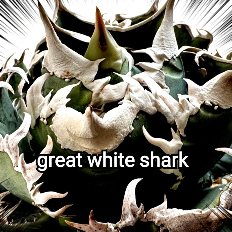 ホオジロザメ 大白鯊 No.5 アガベ チタノタ 葉と一体感のある