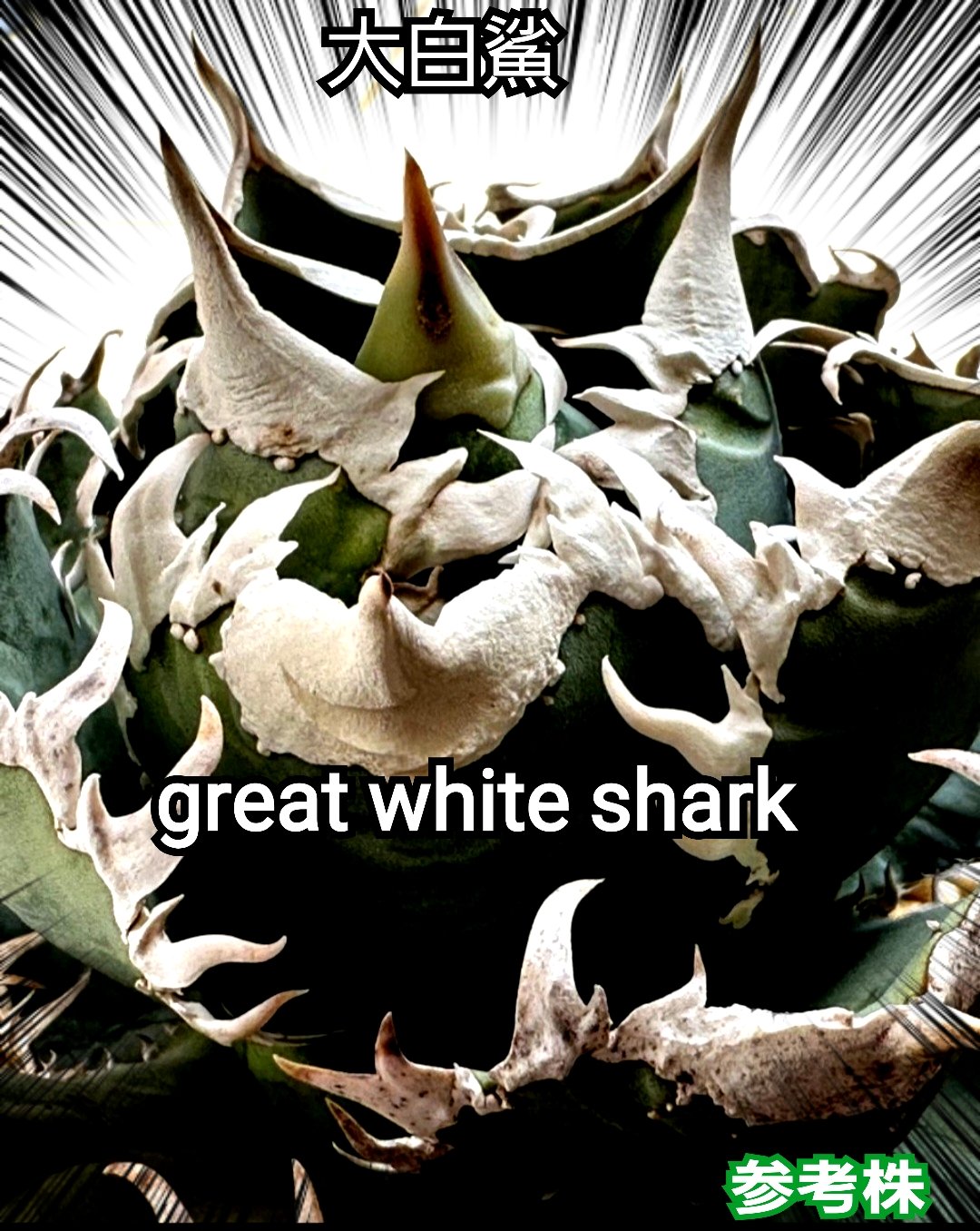 ホオジロザメ 大白鯊 No.5 アガベ チタノタ 葉と一体感のある