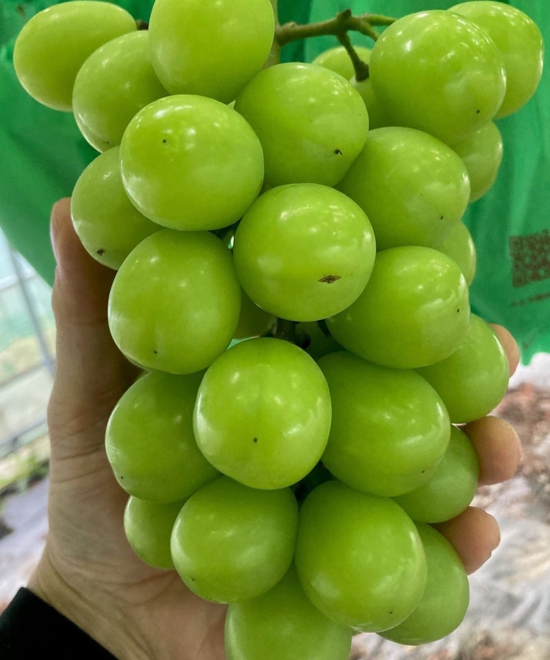 muscat様 SHINE MUSCAT BLANC 6本セット(税込価格表示)【4/17より販売開始】 |