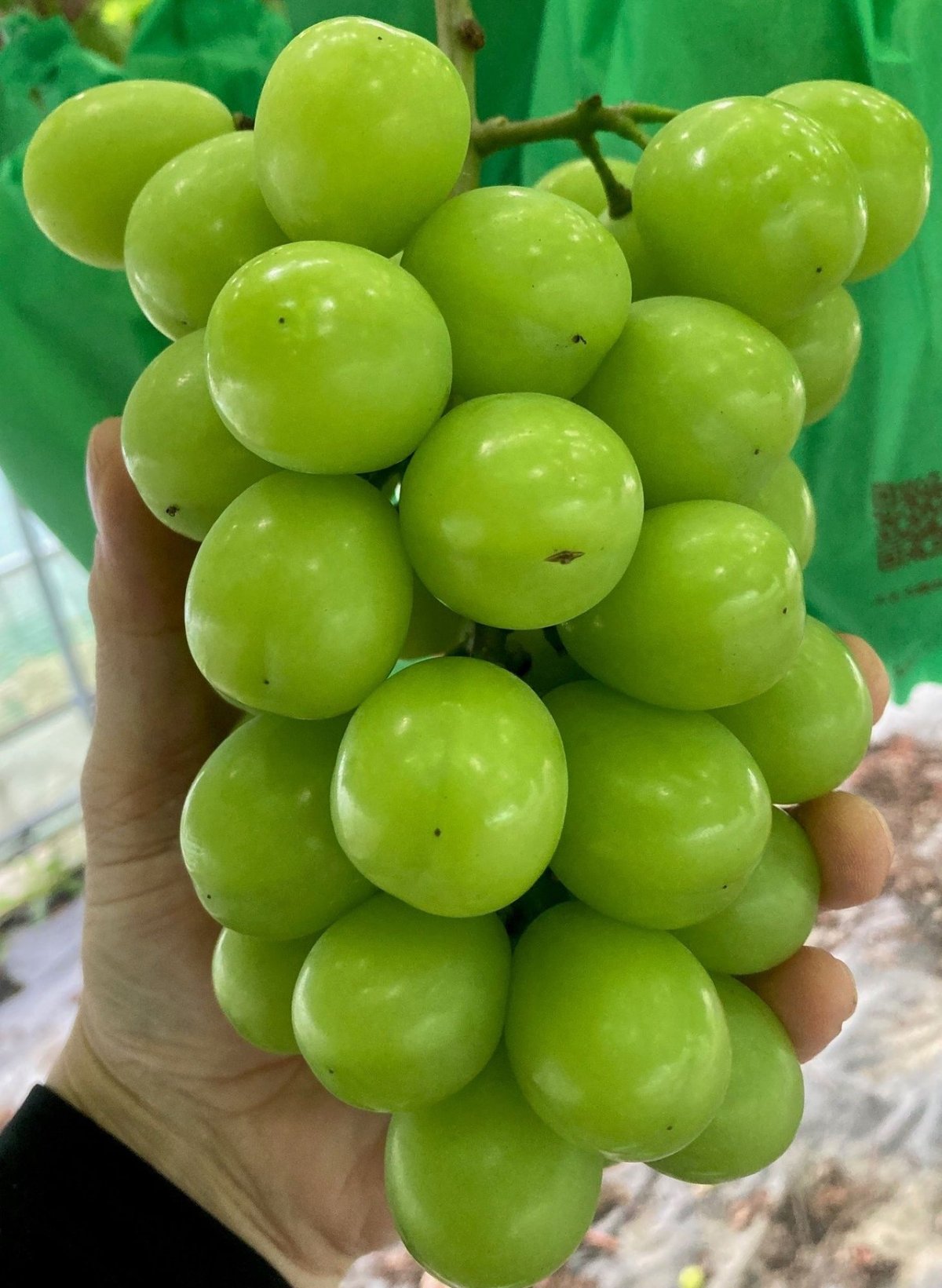 SHINE MUSCAT BLANC 6本セット(税込価格表示)【4/17より販売開始】 |