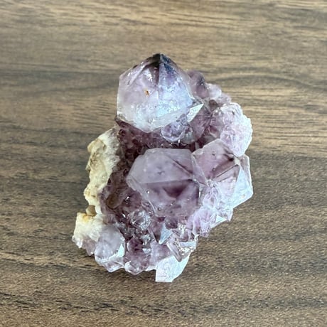 カクタス | STORES