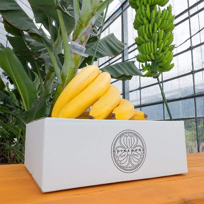 バナナ苗 専用 コウジ様専用 バナナ苗