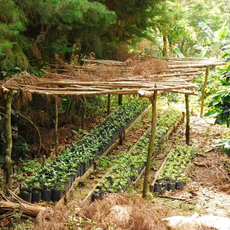 メキシコ産ファンク　EVOLUCION shaba daba メキシコ産ファンク EVOLUCION shaba daba 【公式通販】