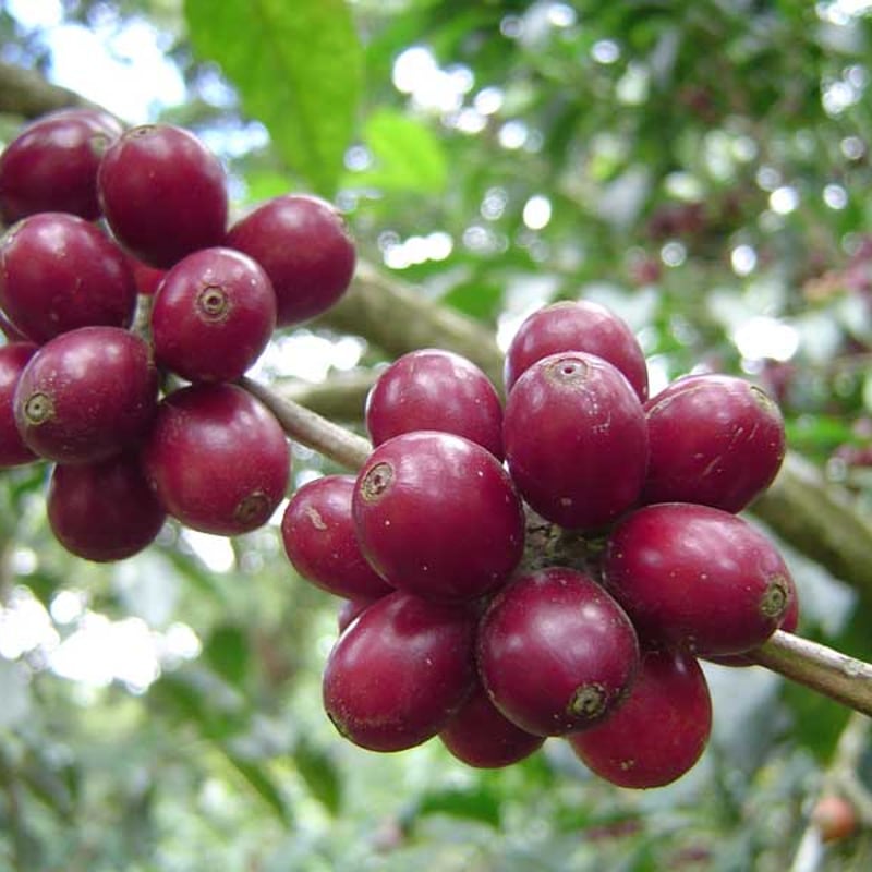 エルサルバドル La Reforma農園 ナチュラル/El Salvador La Refor