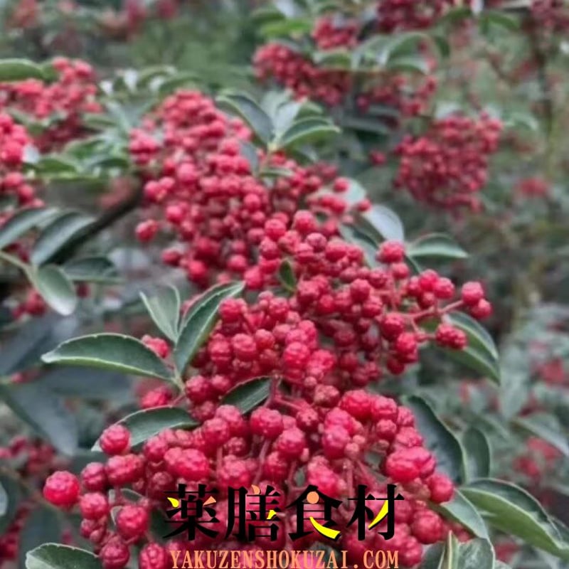 四川本場 赤山椒 【漢源貢椒】 250g AA特級赤山椒 | 薬膳食材ドットコム