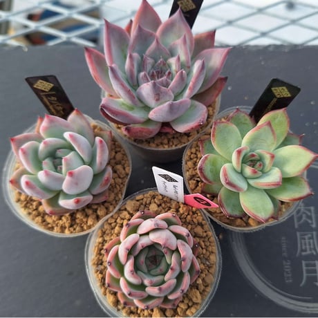 【速達付き】多肉風月苗　リンテンティカ　札付き　鉢付き 速達付き】多肉風月苗 リンテンティカ 札付き 鉢付き - メルカリ