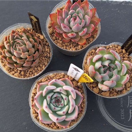 多肉風月さん　ティカコロアテマ札付き・抜き苗 Succulent Fu〜ka | 10月5日（日曜日）＠delmundo_shop さんでの