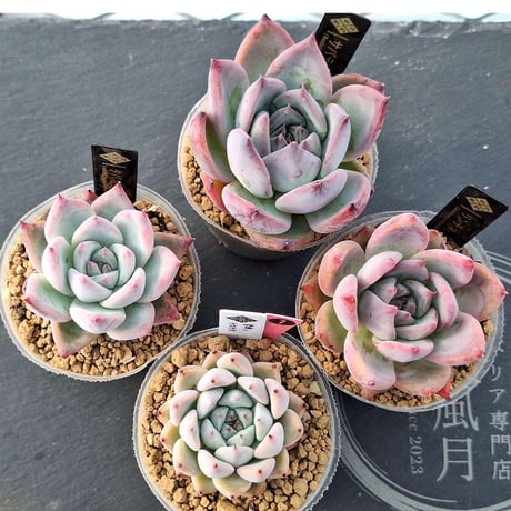多肉風月