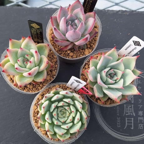 多肉風月