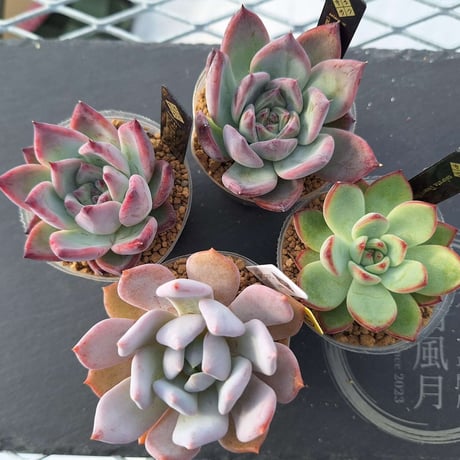 多肉風月