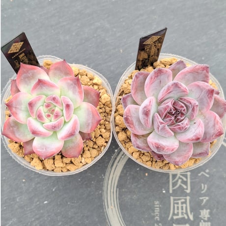 多肉風月
