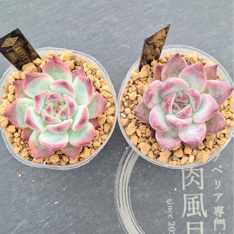 多肉風月