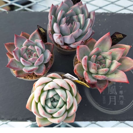多肉風月