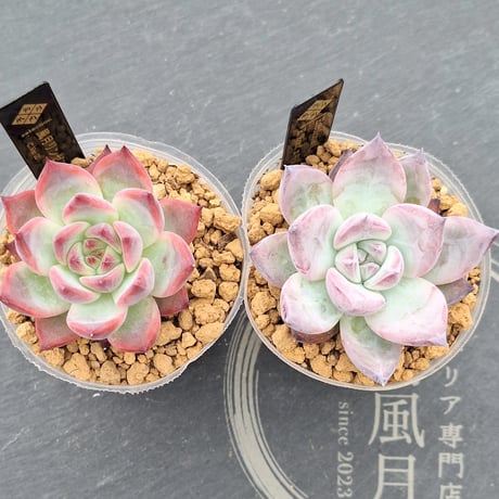 多肉風月