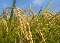 千葉県木更津産の新米【あきたこまち精米10㎏】を農家直送でお届け
